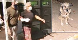 Üç köpeğin boğazını kesti, 'Alkollüydüm, ondan yaptım' dedi, adli kontrolle serbest bırakıldı