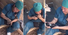 Ölü doğan 4 yavru köpeği kalp masajı yaparak hayata döndürdü