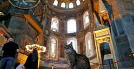 Ayasofya'nın sembol kedisi Gli çok hasta