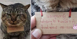 Üç gün ortadan kaybolan kedi borçla geri döndü