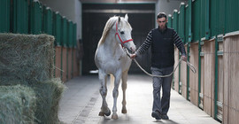 Borsa, gayrimenkul, banka derken Katar, şampiyon atların spermlerini de almış
