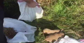 Çuvalda ölüme terk edilen 12 yavru köpek kurtarıldı