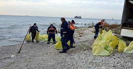 Avcılar sahilinden 10 ton zehirli denizanası toplandı