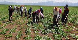 Şeker fabrikalarında asıl yükü çeken mevsimlik işçiler 25 yıldır kadro bekliyor