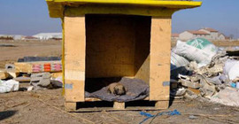 Köpek ve yavrularının kulübesi yakıldı yeni yapılan yuva da aynı gün çalındı