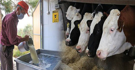 Üreticinin beklediği süt zammı geldi ama bu kez destekleme primi azaltıldı