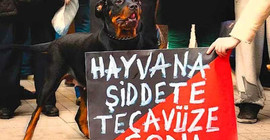 İki aylık buzağıya cinsel saldırıda bulunan erkek cezasız kaldı