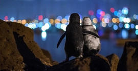 Fotoğraf ödülü, 'Eşlerini kaybetmiş iki penguenin tesellisi'ne