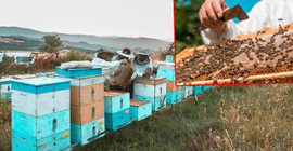 Çam Balı üretimi yüzde 70 azaldı, fiyatlar yükseliyor