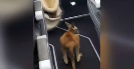 ABD'de yolcu uçağında seyahat eden bebek kanguru viral oldu