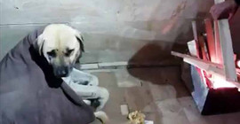-20 derecede donmak üzere olan köpeğin üzerine battaniye örtüp, yanına ateş yaktı