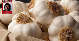 ‘Gastamonu Daşköprü Sarımsağı’ndan bir iktidar perspektifi çıkarmak