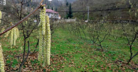 Kışın tomurcuk veren fındıkta 'zirai don’ tehlikesi