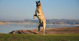 Kangal köpeği, 5 metre yüksekteki dronu havada kaptı