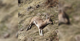 12 yaban keçisi ölü bulundu
