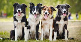 Köpeğe sahibinden 5 milyon dolar miras kaldı