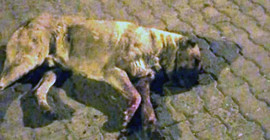 Sokak köpeğinin gözlerini oyup sopayla öldüresiye dövdüler