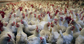 Yumurta üreticisinden uyarı: ‘Gezen tavuk yumurtası’nın ülkemizde üretimi mümkün değil