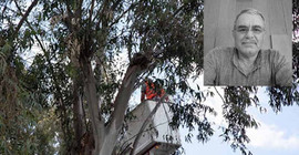 Arkadaşının kestiği dal kafasına düştü, hayatını kaybetti
