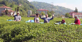 Karadeniz’e 'çay göçü' öncesi endişe: Üretici ve işçiler virüsü diğer bölgelere taşıyabilir