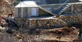 Dersim'de yaban keçileri, köy evlerinin bahçesine kadar indi