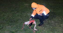 İzmir’de 9 flamingonun ölüm nedeni araştırılacak