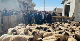 'Gözaltına alınan' koyunlar Meclis gündemine taşındı, CHP'li Tanal İçişleri Bakanlığı'na çağrı yaptı
