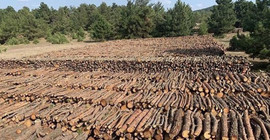 5 milyon ağacı kesip siyanürle altın arayacaklar