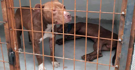 İşyerinde pitbull yetiştirenlere mahalleliden tepki
