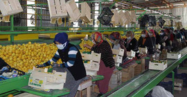 Talep azaldı, limon fiyatları düştü; 3 liradan alıcı buluyor