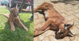 Muğla'da nesli tükenme tehlikesinde olan 'karakulak' ölü bulundu