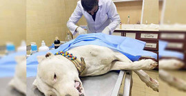 Köpeği bıçaklayıp, sahibini dövdüler