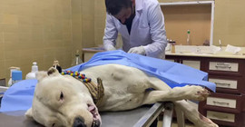 Iğdır'da çıkan kavgada sahibinin yanındaki Pitbull bıçaklandı