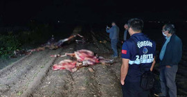 Adana'da, tarlada kesilmiş 3 at bulundu