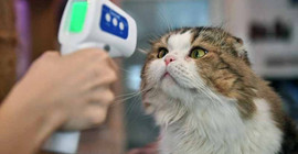 Buzağı, kedi ve köpeklerde Coronavirus tespit edildi
