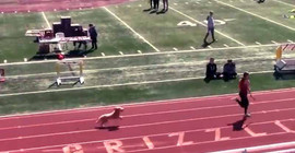 Tribünden atlayan köpek atletizm yarışmasını birincilikle bitirdi