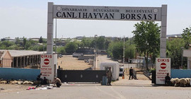 Canlı Hayvan Borsası'nda kavga: 1 ölü, 2'si ağır 4 yaralı