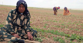 Urfalı tarım işçileri 'batıya hizmetçi' kitle olarak görülüyor