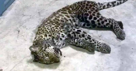 Çin’de safari parkından 3 leopar kaçtı