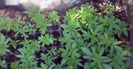 Serasında Hint keneviri bulunan kadın: Kaynatıp içiyorduk, hastalığa iyi geliyordu