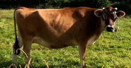 Jersey incisi İngiliz boğası spermi için ihaleye çıkıldı