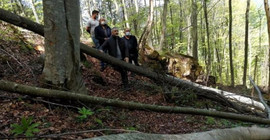 Yol yapımı gerekçesiyle yüzlerce ağacı kestiler: 'Babalarının çiftliği gibi ormanı talan ettiler'