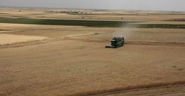 Urfa'da 2 milyon dönüm arazi hasat edilmeden sürülecek
