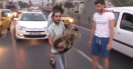 Yaralı köpeğe yardım eli