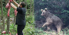 'Ayılar köylere inmesin’ diye ormana ‘sakatat’ bırakıyorlar: Doyanlar bölgelerinde kalıyor