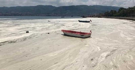 İzmit Körfezi yeniden deniz salyası ile kaplandı