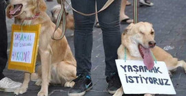 Yalova'da yedi köpek katledildi