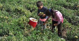 Milli Eğitim Bakanlığı Meclis'te açıkladı: Türkiye'de 720 bin çocuk çalıştırılıyor