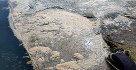 Deniz salyası Karadeniz’de de görülmeye başlandı