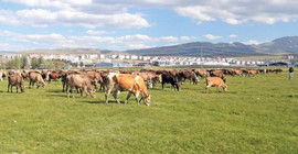 Kamuya ait arazileri vasıflarını değiştirerek satmışlar: Muhtarlar ve memurların da olduğu 30 gözaltı